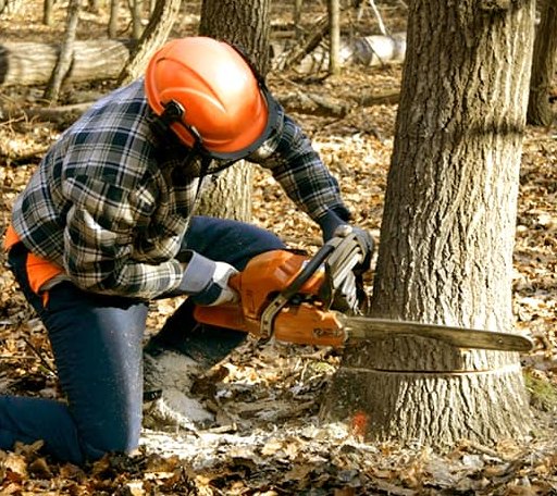 Tree Removal in Baden, PA